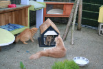 Puk, Simba en Mouny